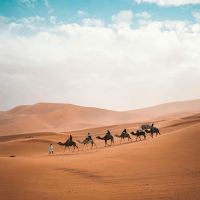 Camel Wallpaper HD