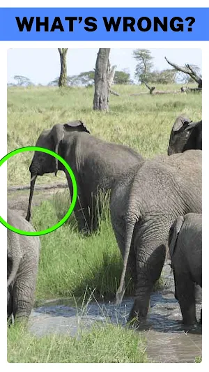 What's Wrong? Find The Mistakes In The Pictures Screenshot 1