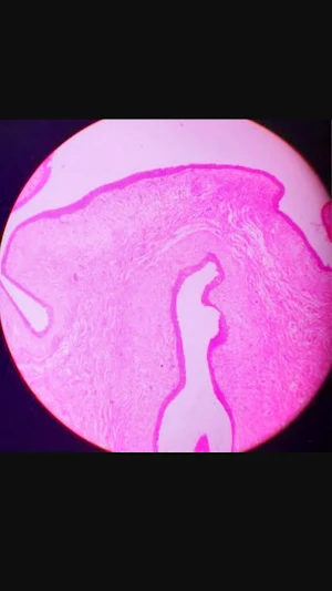 Histology: Slides,Identification Points and Theory Screenshot 3