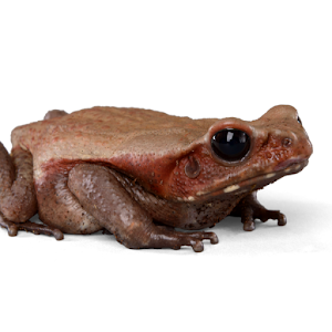 Frog Wallpapers Screenshot 0