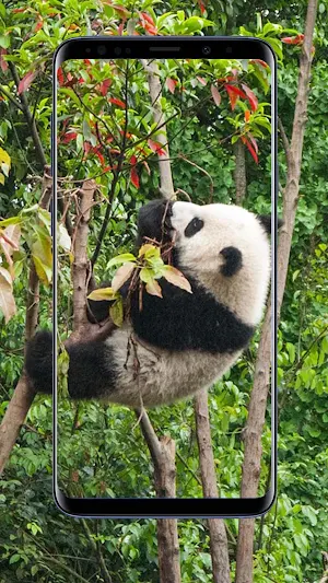 Panda Wallpapers Screenshot 0