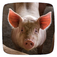 Pig Ringtones