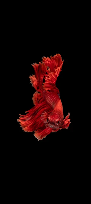 fish wallpaper خلفيات اسماك HD Screenshot 2