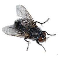 Fly Sound