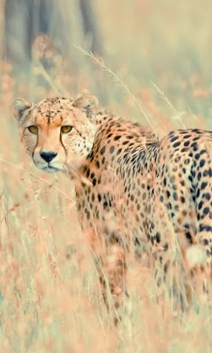 Cheetah Wallpapers Screenshot 2