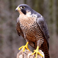 Peregrine Falcon Sounds - Peregrine Falcon Calls