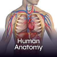 Human Anatomy
