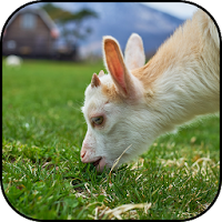 Goat wallpapers