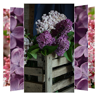 Lilac Flower Wallpapers
