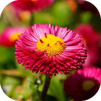 Flower Wallpaper 4K