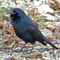 Canto de Pássaro Preto
