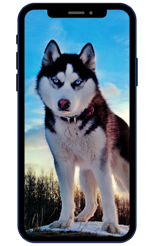 Husky Dog Wallpapers Screenshot 2