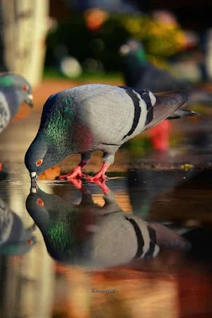 Pigeon Video Wallpapers Screenshot 2