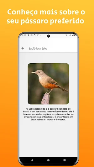 Cantos de pássaros brasileiros Screenshot 2