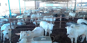 الذبح الحلال Screenshot 1