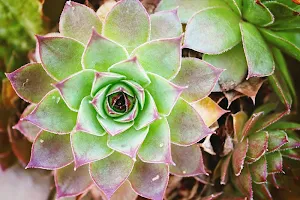 Cactus wallpapers Screenshot 2