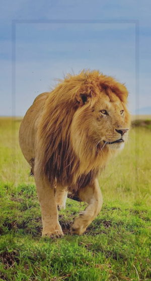 King Lion Wallpaper HD Screenshot 0
