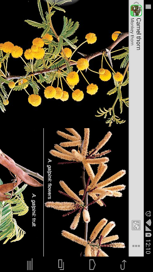 eTrees of Southern Africa Lite Screenshot 3