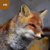 Fox Sounds - Fox Calls Ringtone