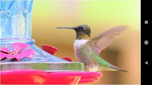 Hummingbird Backgrounds Screenshot 2
