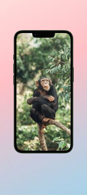Simpanse WalL Screenshot 3