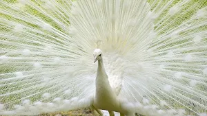 Peacock Wallpaper HD - group 1 Screenshot 2