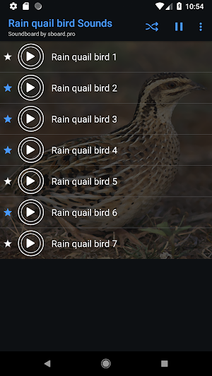 Rain quail bird Sounds ~ Sboard.pro Screenshot 3