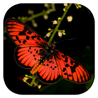 Woodhall's Butterflies RSA