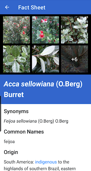 NZ Myrtaceae Key Screenshot 2