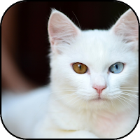 White cats wallpapers