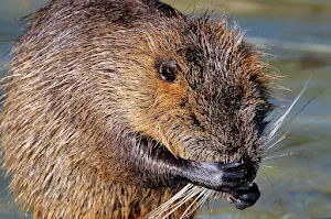 Beaver Wallpapers Screenshot 2