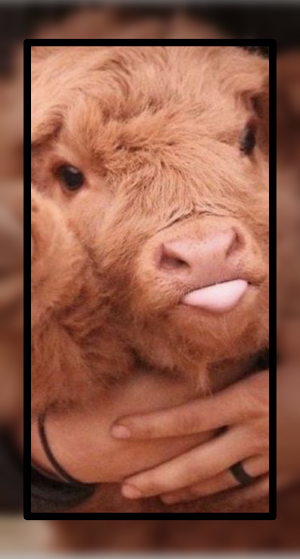 Baby Cow Wallpaper Cute Screenshot 2