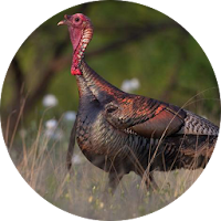 Wild Turkey Hen Calling Sounds