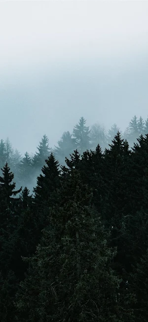 Trees Wallpapers Screenshot 3