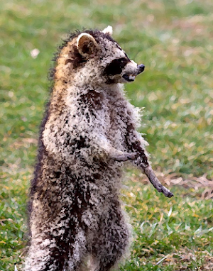 Raccoon Sounds ~ Sboard.pro Screenshot 0