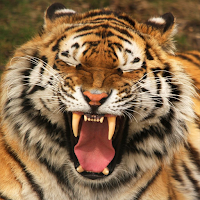 Tiger Sounds