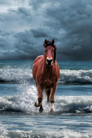 Horse Wallpaper HD : backgrounds & themes Screenshot 3