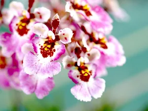 Tropical orchids wallpapers Screenshot 3