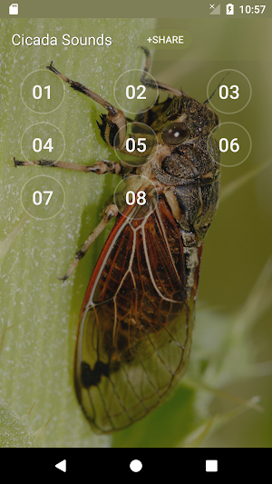Cicada Sounds Screenshot 0