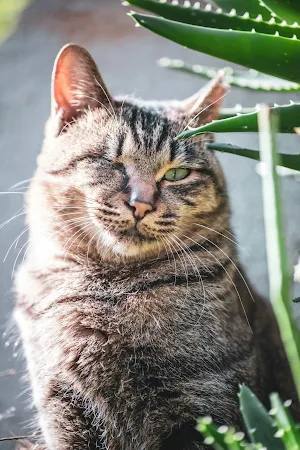 Cute Wallpapers Screenshot 0