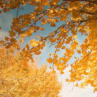 Yellow Trail Theme +HOME