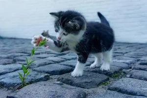 Kittens - Jigsaw Puzzles Screenshot 0