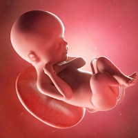Bump to Baby:Pregnancy Tracker