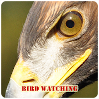 Bird Watching