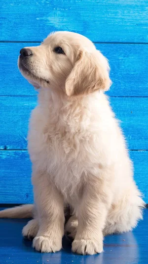 Golden Retriever Wallpaper Screenshot 0