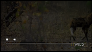 NB WEB TV HD Screenshot 2