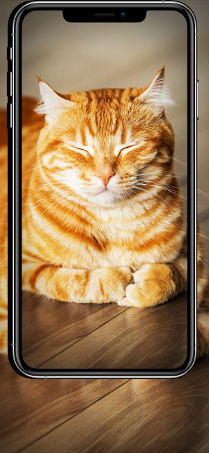 Wallpaper for Cat 4K Screenshot 3