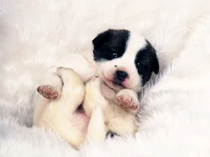 Border Collie Dog Wallpapers Screenshot 3