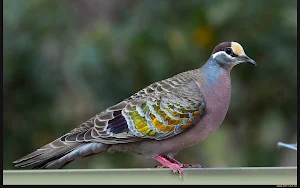Pigeon Wallpaper HD Screenshot 1