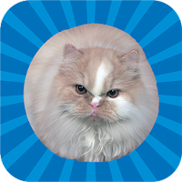 Jumping Cat - touch & tap